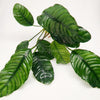 Anubias Coffeefolia