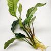 Anubias Coffeefolia