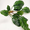 Anubias Coffeefolia