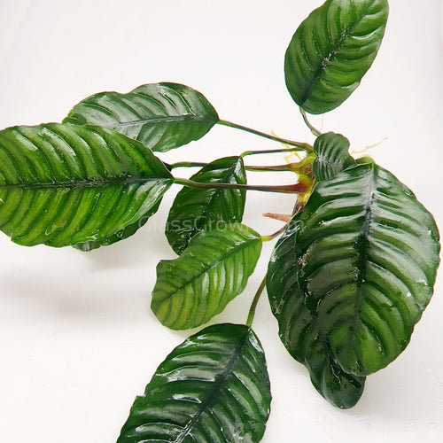 Anubias Coffeefolia