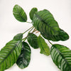 Anubias Coffeefolia