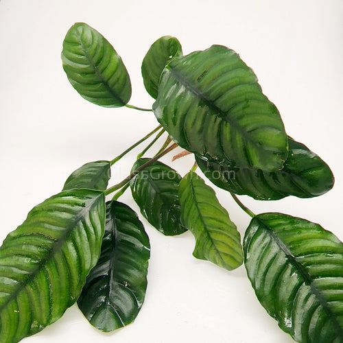 Anubias Coffeefolia