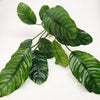 Anubias Coffeefolia