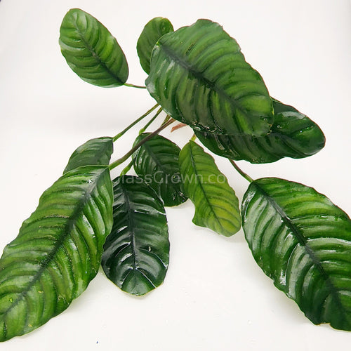 Anubias Coffeefolia