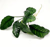 Anubias Coffeefolia