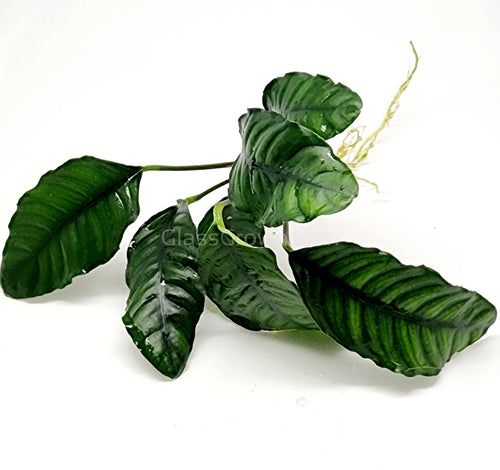 Anubias Coffeefolia