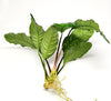 Anubias Coffeefolia