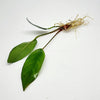 Anubias Frazeri