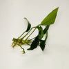 Anubias Lanceolata