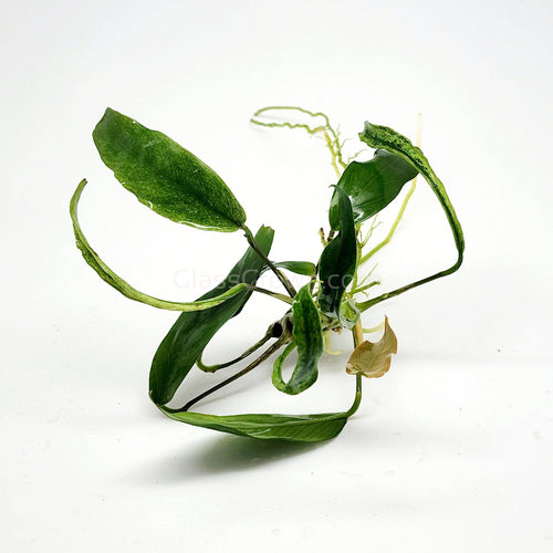 Anubias Minima