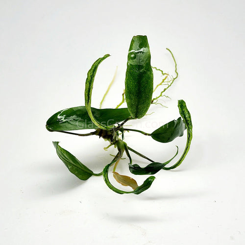 Anubias Minima