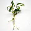 Anubias Minima