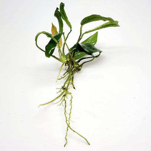 Anubias Minima