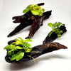Driftwood Anubias