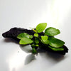 Driftwood Anubias