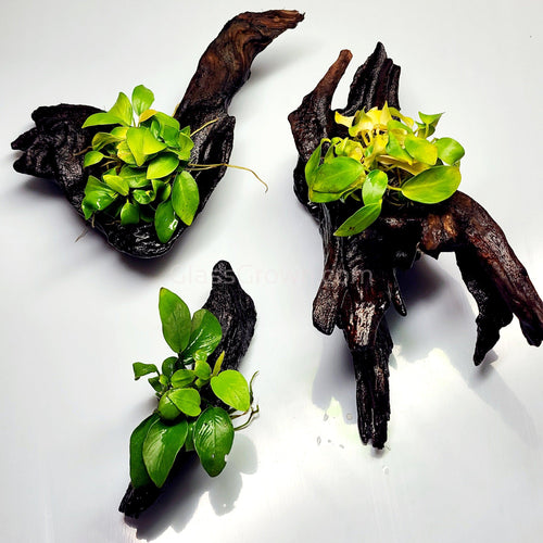 Driftwood Anubias