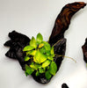 Driftwood Anubias