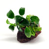 Lava Rock Anubias Nana Petite