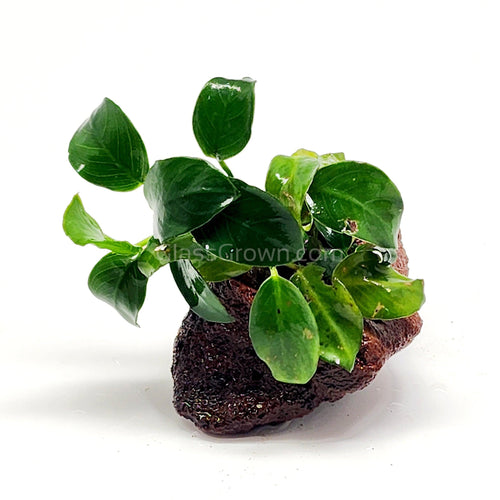 Lava Rock Anubias Nana Petite