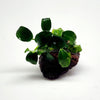 Lava Rock Anubias Nana Petite
