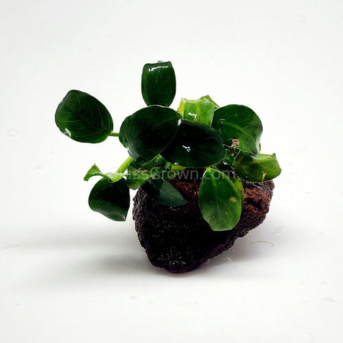 Lava Rock Anubias Nana Petite