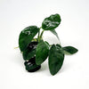 Anubias Nana