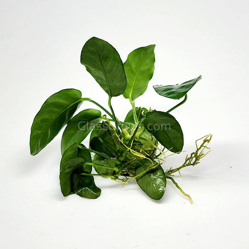 Anubias Nana