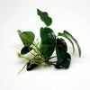 Anubias Nana
