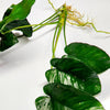 Anubias Nana
