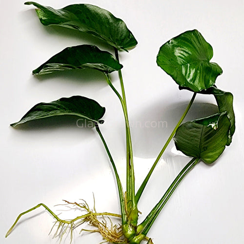 Anubias Nana