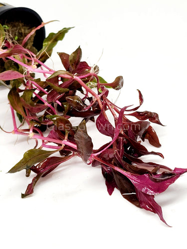 Potted Scarlet Temple