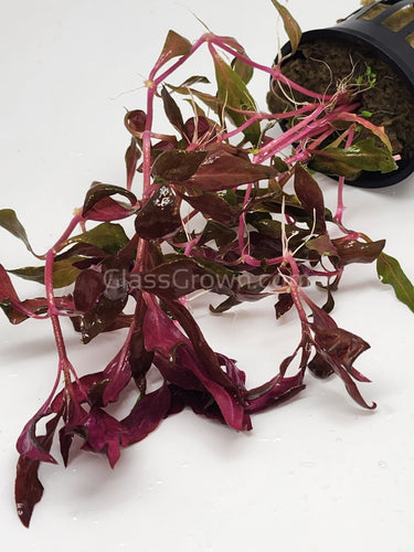 Potted Scarlet Temple