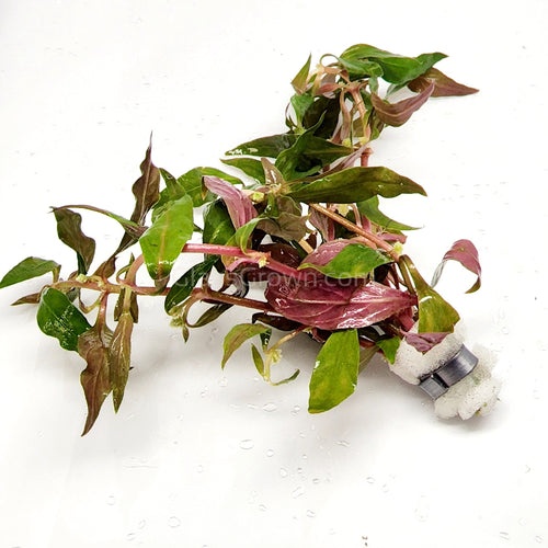Bunch Scarlet Temple (Alternanthera Reineckii)