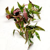 Bunch Scarlet Temple (Alternanthera Reineckii)