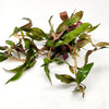 Bunch Scarlet Temple (Alternanthera Reineckii)