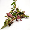Bunch Scarlet Temple (Alternanthera Reineckii)