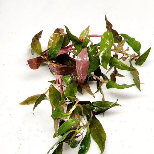Bunch Scarlet Temple (Alternanthera Reineckii)