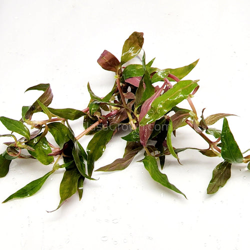 Bunch Scarlet Temple (Alternanthera Reineckii)