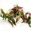 Bunch Scarlet Temple (Alternanthera Reineckii)
