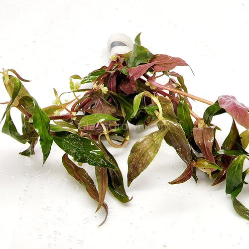 Bunch Scarlet Temple (Alternanthera Reineckii)