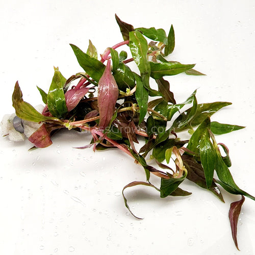 Bunch Scarlet Temple (Alternanthera Reineckii)