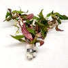 Bunch Scarlet Temple (Alternanthera Reineckii)