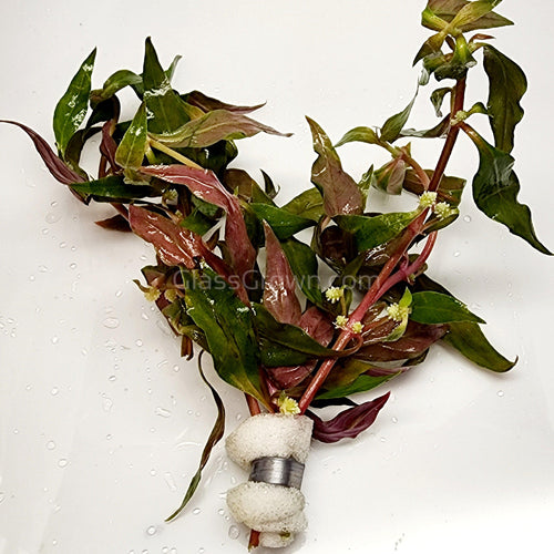 Bunch Scarlet Temple (Alternanthera Reineckii)