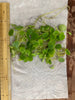 Amazon Frogbit (6 plants)
