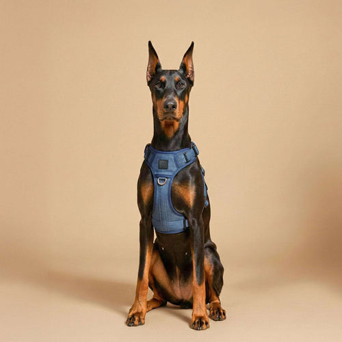 The NoMad Adjustable Luxe Harness - Denim