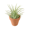 Ionantha Guatemala Tillandsia Air Plant with Terra Cotta