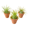 3 Ionantha Air Plants with Mini Terra Cotta Pots