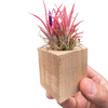 Tillandsia Air Plant Ionantha in Magnetic Wood Planter