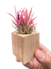 Tillandsia Air Plant Ionantha in Magnetic Wood Planter