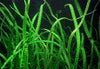 Cryptocoryne Balansae